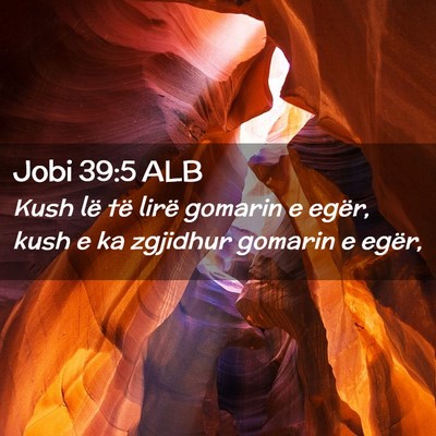 Picture 02 - Jobi 39:5 ALB - Kush lë të lirë gomarin e egër, kush e ka - Bible Verse Picture
