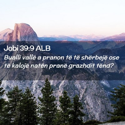 Picture 02 - Jobi 39:9 ALB - Bualli vallë a pranon të të shërbejë ose të - Bible Verse Picture