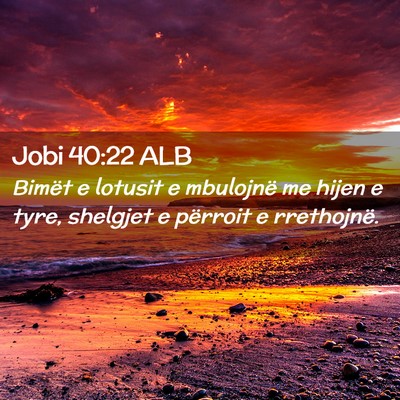 Picture 02 - Jobi 40:22 ALB - Bimët e lotusit e mbulojnë me hijen e tyre, - Bible Verse Picture
