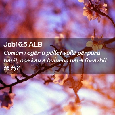 Picture 02 - Jobi 6:5 ALB - Gomari i egër a pëllet vallë përpara barit, - Bible Verse Picture