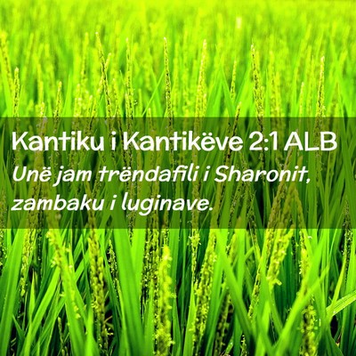 Picture 02 - Kantiku i Kantikëve 2:1 ALB - Unë jam trëndafili i Sharonit, zambaku i - Bible Verse Picture