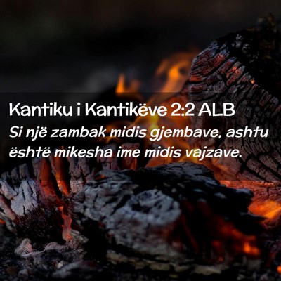 Picture 02 - Kantiku i Kantikëve 2:2 ALB - Si një zambak midis gjembave, ashtu është - Bible Verse Picture
