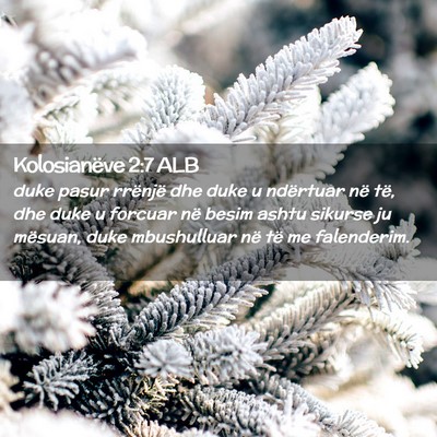 Picture 02 - Kolosianëve 2:7 ALB - duke pasur rrënjë dhe duke u ndërtuar në të, - Bible Verse Picture