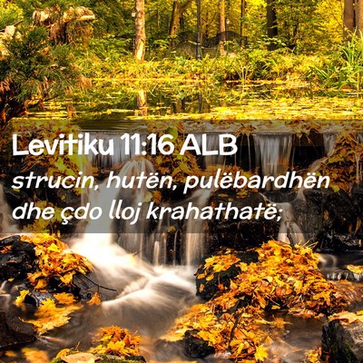 Picture 02 - Levitiku 11:16 ALB - strucin, hutën, pulëbardhën dhe çdo lloj - Bible Verse Picture