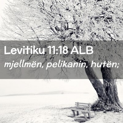 Picture 02 - Levitiku 11:18 ALB - mjellmën, pelikanin, - Bible Verse Picture