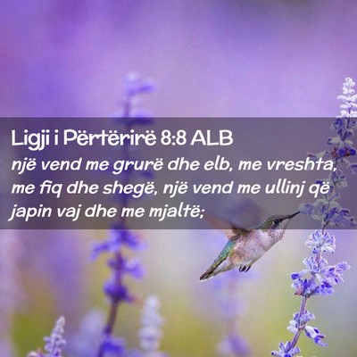 Picture 02 - Ligji i Përtërirë 8:8 ALB - një vend me grurë dhe elb, me vreshta, me fiq - Bible Verse Picture