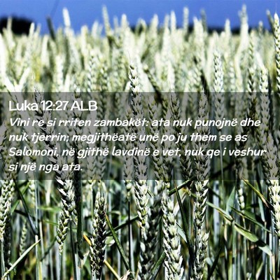 Picture 02 - Luka 12:27 ALB - Vini re si rriten zambakët: ata nuk punojnë dhe - Bible Verse Picture