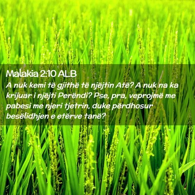Picture 02 - Malakia 2:10 ALB - A nuk kemi të gjithë të njëjtin Atë? A nuk - Bible Verse Picture