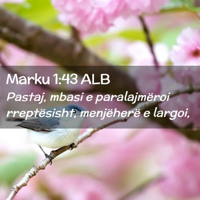 Picture 02 - Marku 1:43 ALB - Pastaj, mbasi e paralajmëroi rreptësisht, - Bible Verse Picture