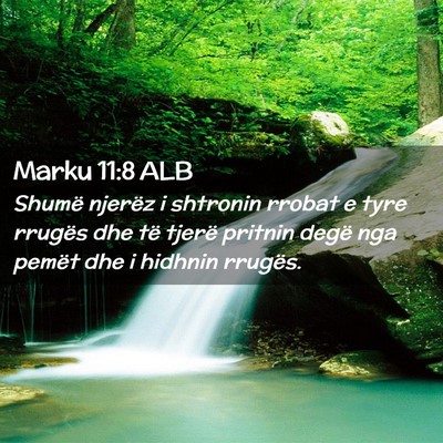 Picture 02 - Marku 11:8 ALB - Shumë njerëz i shtronin rrobat e tyre rrugës - Bible Verse Picture