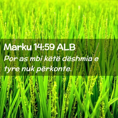Picture 02 - Marku 14:59 ALB - Por as mbi këtë dëshmia e tyre nuk - Bible Verse Picture