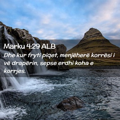 Picture 02 - Marku 4:29 ALB - Dhe kur fryti piqet, menjëherë korrësi i vë - Bible Verse Picture