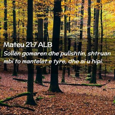 Picture 02 - Mateu 21:7 ALB - Sollën gomaren dhe pulishtin, shtruan mbi to - Bible Verse Picture