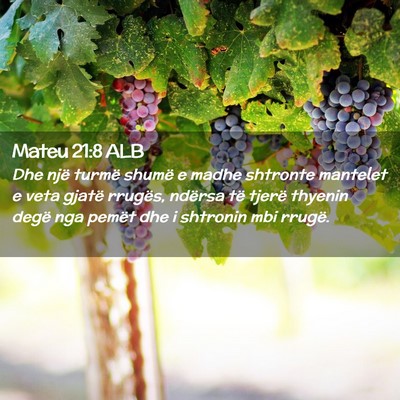 Picture 02 - Mateu 21:8 ALB - Dhe një turmë shumë e madhe shtronte mantelet - Bible Verse Picture