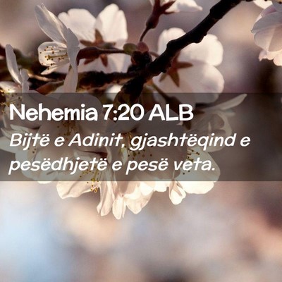 Picture 02 - Nehemia 7:20 ALB - Bijtë e Adinit, gjashtëqind e pesëdhjetë e - Bible Verse Picture