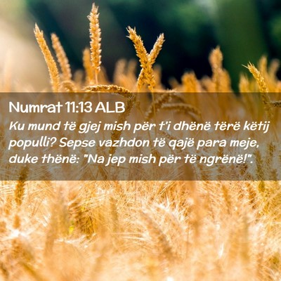 Picture 02 - Numrat 11:13 ALB - Ku mund të gjej mish për t’i dhënë tërë - Bible Verse Picture
