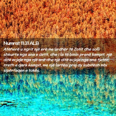 Picture 02 - Numrat 11:31 ALB - Atëherë u ngrit një erë me urdhër të Zotit - Bible Verse Picture