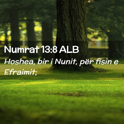 Picture 02 - Numrat 13:8 ALB - Hoshea, bir i Nunit, për fisin e - Bible Verse Picture