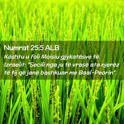 Picture 02 - Numrat 25:5 ALB - Kështu u foli Moisiu gjykatësve të Izraelit: - Bible Verse Picture