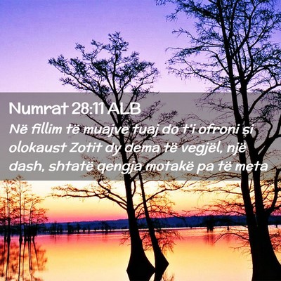 Picture 02 - Numrat 28:11 ALB - Në fillim të muajve tuaj do t’i ofroni si - Bible Verse Picture