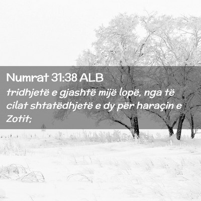 Picture 02 - Numrat 31:38 ALB - tridhjetë e gjashtë mijë lopë, nga të cilat - Bible Verse Picture