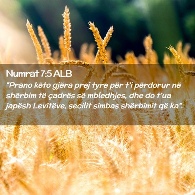 Picture 02 - Numrat 7:5 ALB - 