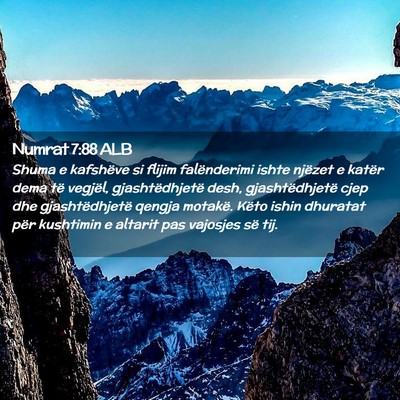 Picture 02 - Numrat 7:88 ALB - Shuma e kafshëve si flijim falënderimi ishte - Bible Verse Picture