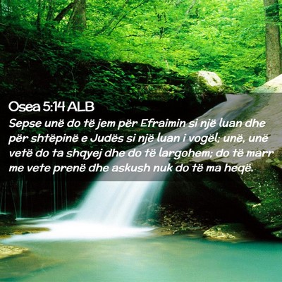 Picture 02 - Osea 5:14 ALB - Sepse unë do të jem për Efraimin si një luan - Bible Verse Picture