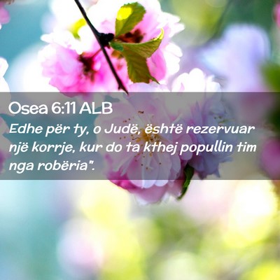 Picture 02 - Osea 6:11 ALB - Edhe për ty, o Judë, është rezervuar një - Bible Verse Picture