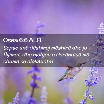 Picture 02 - Osea 6:6 ALB - Sepse unë dëshiroj mëshirë dhe jo flijimet, - Bible Verse Picture