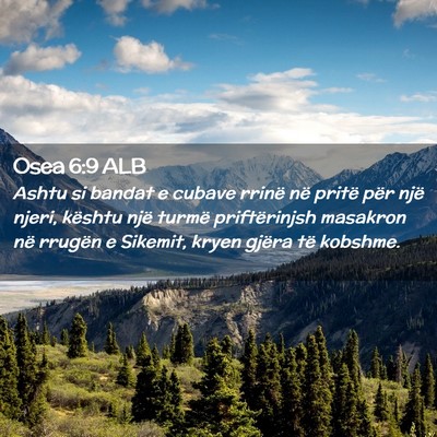 Picture 02 - Osea 6:9 ALB - Ashtu si bandat e cubave rrinë në pritë për - Bible Verse Picture