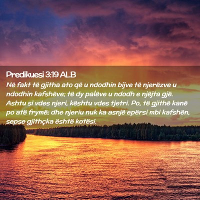 Picture 02 - Predikuesi 3:19 ALB - Në fakt të gjitha ato që u ndodhin bijve të - Bible Verse Picture