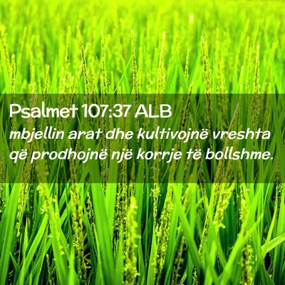 Picture 02 - Psalmet 107:37 ALB - mbjellin arat dhe kultivojnë vreshta që - Bible Verse Picture