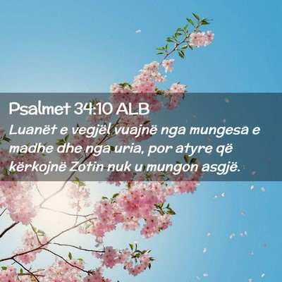 Picture 02 - Psalmet 34:10 ALB - Luanët e vegjël vuajnë nga mungesa e madhe dhe - Bible Verse Picture