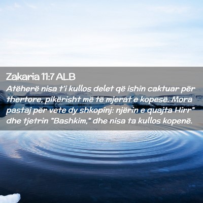 Picture 02 - Zakaria 11:7 ALB - Atëherë nisa t’i kullos delet që ishin - Bible Verse Picture