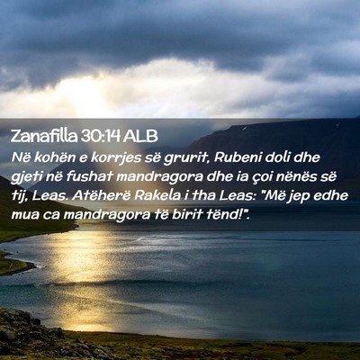 Picture 02 - Zanafilla 30:14 ALB - Në kohën e korrjes së grurit, Rubeni doli dhe - Bible Verse Picture