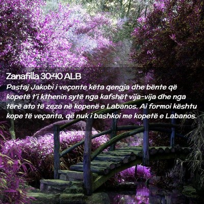 Picture 02 - Zanafilla 30:40 ALB - Pastaj Jakobi i veçonte këta qengja dhe bënte - Bible Verse Picture