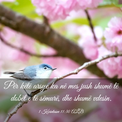 Picture 03 - 1 Korintasve 11:30 ALB - Për këtë arsye ka në mes jush shumë të - Bible Verse Picture