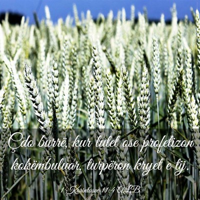 Picture 03 - 1 Korintasve 11:4 ALB - Çdo burrë, kur lutet ose profetizon - Bible Verse Picture