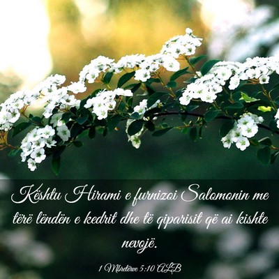 Picture 03 - 1 Mbretërve 5:10 ALB - Kështu Hirami e furnizoi Salomonin me tërë - Bible Verse Picture