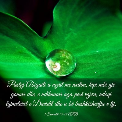 Picture 03 - 1 Samuelit 25:42 ALB - Pastaj Abigaili u ngrit me nxitim, hipi mbi një - Bible Verse Picture