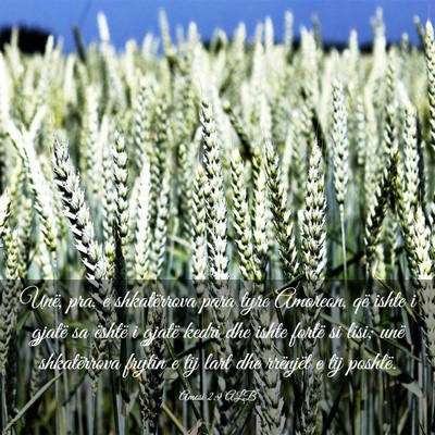 Picture 03 - Amosi 2:9 ALB - Unë, pra, e shkatërrova para tyre Amoreon, që - Bible Verse Picture