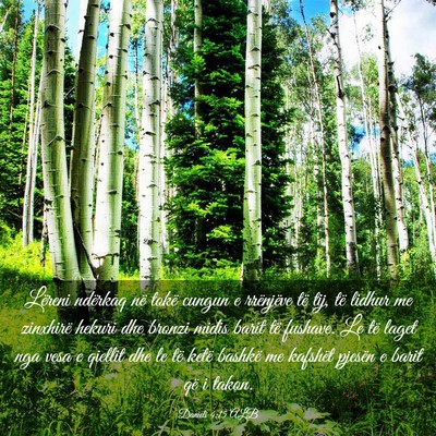 Picture 03 - Danieli 4:15 ALB - Lëreni ndërkaq në tokë cungun e rrënjëve - Bible Verse Picture