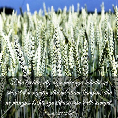 Picture 03 - Eksodi 16:13 ALB - Dhe kështu, aty nga mbrëmja ndodhi që shkurtat - Bible Verse Picture