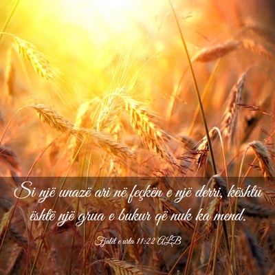 Picture 03 - Fjalët e urta 11:22 ALB - Si një unazë ari në feçkën e një derri, - Bible Verse Picture