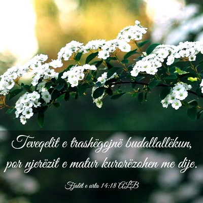 Picture 03 - Fjalët e urta 14:18 ALB - Teveqelit e trashëgojnë budallallëkun, por - Bible Verse Picture