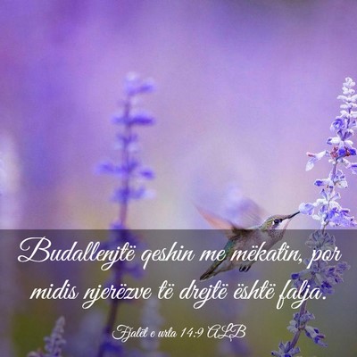 Picture 03 - Fjalët e urta 14:9 ALB - Budallenjtë qeshin me mëkatin, por midis - Bible Verse Picture