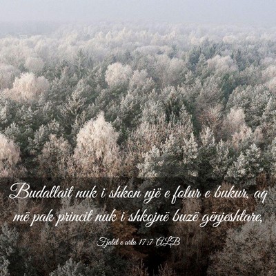 Picture 03 - Fjalët e urta 17:7 ALB - Budallait nuk i shkon një e folur e bukur, aq - Bible Verse Picture