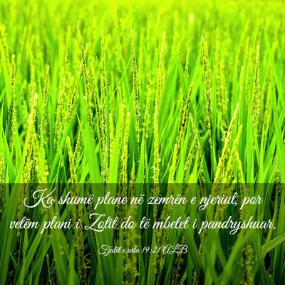 Picture 03 - Fjalët e urta 19:21 ALB - Ka shumë plane në zemrën e njeriut, por vetëm - Bible Verse Picture