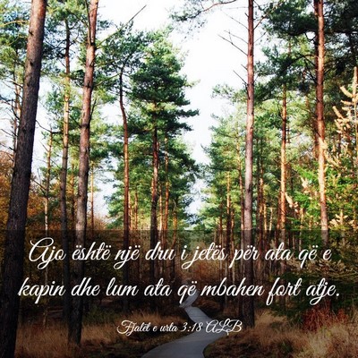 Picture 03 - Fjalët e urta 3:18 ALB - Ajo është një dru i jetës për ata që e - Bible Verse Picture